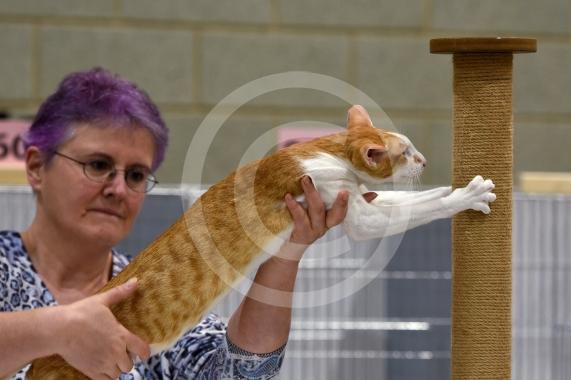 International Cat Show - Judged by The International Cat Association (TICA)Organised by kiTICAts Cat ClubThe Noble Whiskers GatheringWiindsor Leisure Centre7.2.26Photos by Ian Longthorne Photography