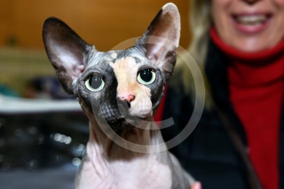 International Cat Show - Judged by The International Cat Association (TICA)Organised by kiTICAts Cat ClubThe Noble Whiskers GatheringWiindsor Leisure Centre7.2.26Photos by Ian Longthorne Photography
