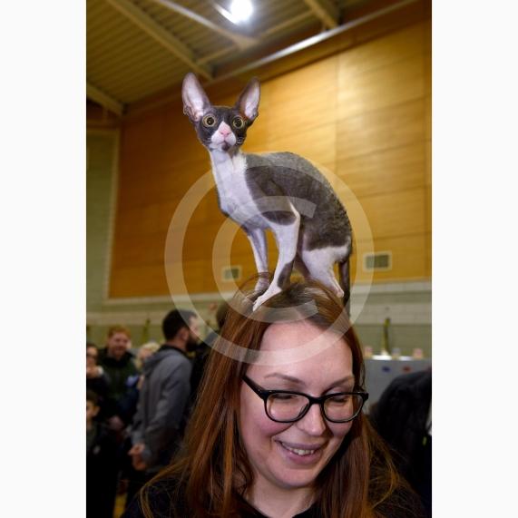 International Cat Show - Judged by The International Cat Association (TICA)Organised by kiTICAts Cat ClubThe Noble Whiskers GatheringWiindsor Leisure Centre7.2.26Photos by Ian Longthorne Photography