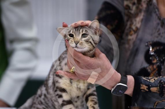 International Cat Show - Judged by The International Cat Association (TICA)Organised by kiTICAts Cat ClubThe Noble Whiskers GatheringWiindsor Leisure Centre7.2.26Photos by Ian Longthorne Photography