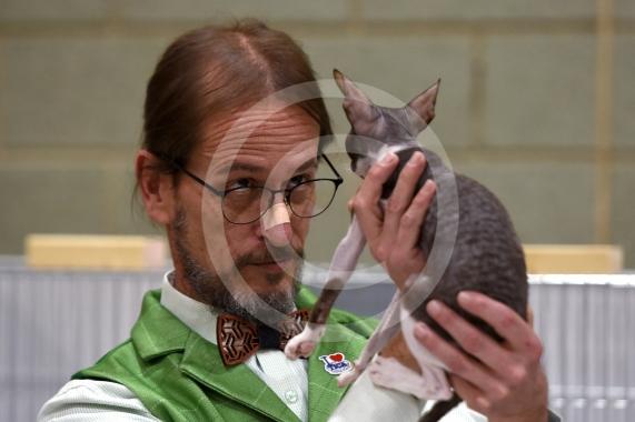International Cat Show - Judged by The International Cat Association (TICA)Organised by kiTICAts Cat ClubThe Noble Whiskers GatheringWiindsor Leisure Centre7.2.26Photos by Ian Longthorne Photography