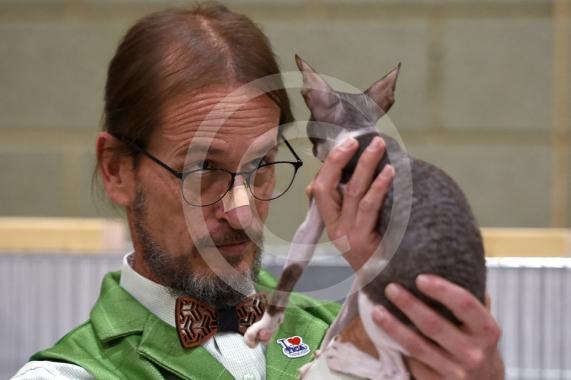 International Cat Show - Judged by The International Cat Association (TICA)Organised by kiTICAts Cat ClubThe Noble Whiskers GatheringWiindsor Leisure Centre7.2.26Photos by Ian Longthorne Photography