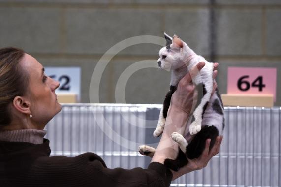 International Cat Show - Judged by The International Cat Association (TICA)Organised by kiTICAts Cat ClubThe Noble Whiskers GatheringWiindsor Leisure Centre7.2.26Photos by Ian Longthorne Photography