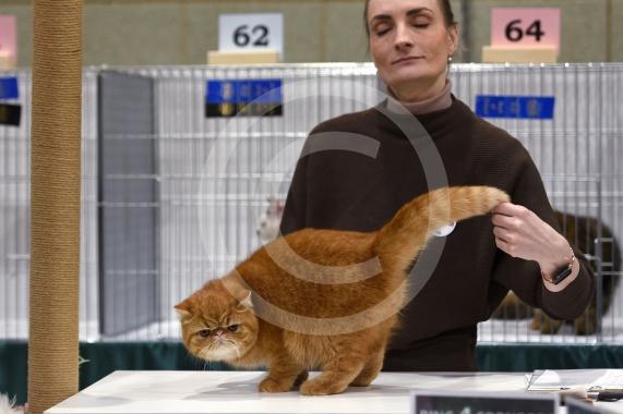International Cat Show - Judged by The International Cat Association (TICA)Organised by kiTICAts Cat ClubThe Noble Whiskers GatheringWiindsor Leisure Centre7.2.26Photos by Ian Longthorne Photography