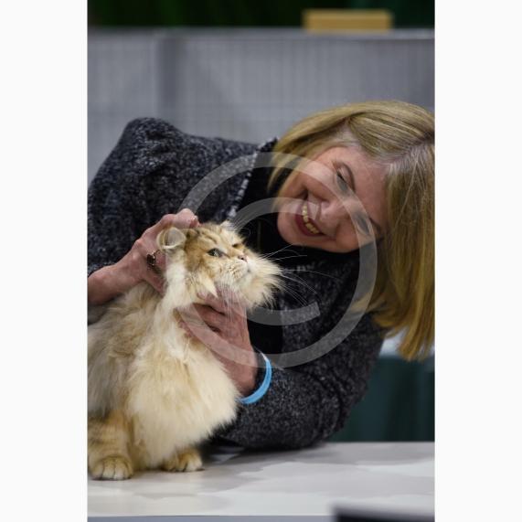 International Cat Show - Judged by The International Cat Association (TICA)Organised by kiTICAts Cat ClubThe Noble Whiskers GatheringWiindsor Leisure Centre7.2.26Photos by Ian Longthorne Photography