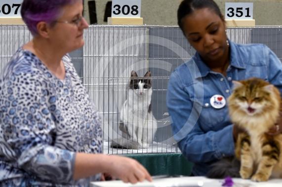 International Cat Show - Judged by The International Cat Association (TICA)Organised by kiTICAts Cat ClubThe Noble Whiskers GatheringWiindsor Leisure Centre7.2.26Photos by Ian Longthorne Photography