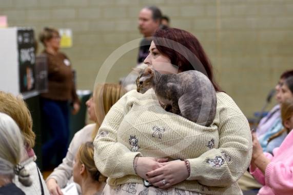 International Cat Show - Judged by The International Cat Association (TICA)Organised by kiTICAts Cat ClubThe Noble Whiskers GatheringWiindsor Leisure Centre7.2.26Photos by Ian Longthorne Photography