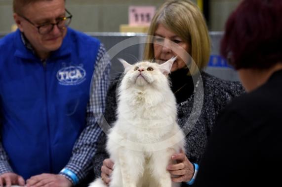 International Cat Show - Judged by The International Cat Association (TICA)Organised by kiTICAts Cat ClubThe Noble Whiskers GatheringWiindsor Leisure Centre7.2.26Photos by Ian Longthorne Photography