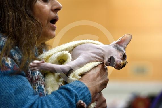 International Cat Show - Judged by The International Cat Association (TICA)Organised by kiTICAts Cat ClubThe Noble Whiskers GatheringWiindsor Leisure Centre7.2.26Photos by Ian Longthorne PhotographyPerviz Al;exander with Pip 1 yr - Sphinx