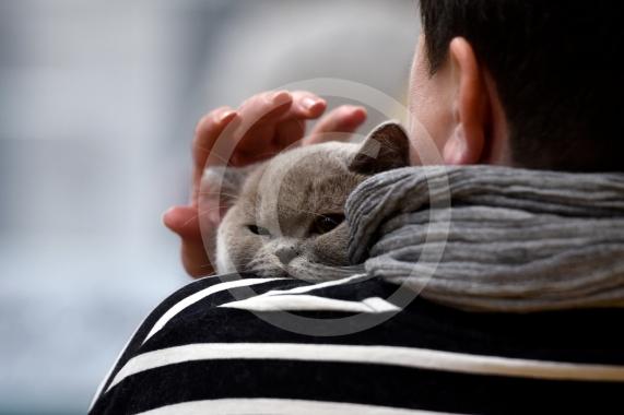 International Cat Show - Judged by The International Cat Association (TICA)Organised by kiTICAts Cat ClubThe Noble Whiskers GatheringWiindsor Leisure Centre7.2.26Photos by Ian Longthorne Photography