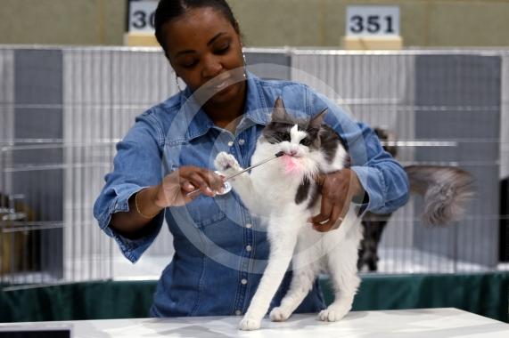 International Cat Show - Judged by The International Cat Association (TICA)Organised by kiTICAts Cat ClubThe Noble Whiskers GatheringWiindsor Leisure Centre7.2.26Photos by Ian Longthorne Photography