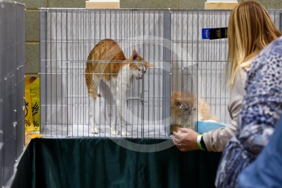 International Cat Show - Judged by The International Cat Association (TICA)Organised by kiTICAts Cat ClubThe Noble Whiskers GatheringWiindsor Leisure Centre7.2.26Photos by Ian Longthorne Photography