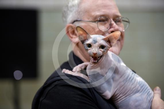 International Cat Show - Judged by The International Cat Association (TICA)Organised by kiTICAts Cat ClubThe Noble Whiskers GatheringWiindsor Leisure Centre7.2.26Photos by Ian Longthorne Photography