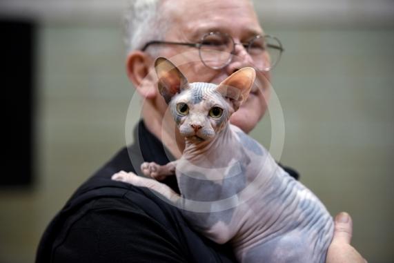 International Cat Show - Judged by The International Cat Association (TICA)Organised by kiTICAts Cat ClubThe Noble Whiskers GatheringWiindsor Leisure Centre7.2.26Photos by Ian Longthorne Photography