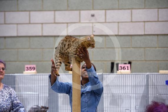 International Cat Show - Judged by The International Cat Association (TICA)Organised by kiTICAts Cat ClubThe Noble Whiskers GatheringWiindsor Leisure Centre7.2.26Photos by Ian Longthorne Photography