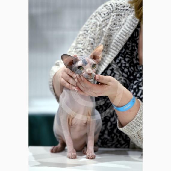 International Cat Show - Judged by The International Cat Association (TICA)Organised by kiTICAts Cat ClubThe Noble Whiskers GatheringWiindsor Leisure Centre7.2.26Photos by Ian Longthorne Photography