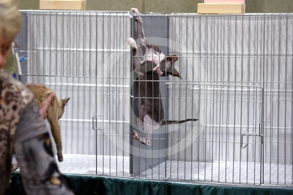 International Cat Show - Judged by The International Cat Association (TICA)Organised by kiTICAts Cat ClubThe Noble Whiskers GatheringWiindsor Leisure Centre7.2.26Photos by Ian Longthorne Photography
