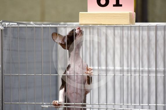 International Cat Show - Judged by The International Cat Association (TICA)Organised by kiTICAts Cat ClubThe Noble Whiskers GatheringWiindsor Leisure Centre7.2.26Photos by Ian Longthorne Photography
