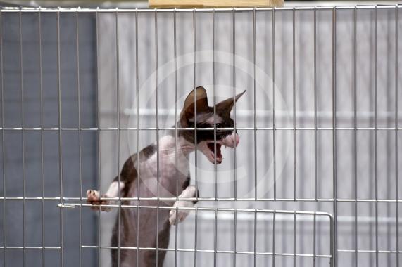International Cat Show - Judged by The International Cat Association (TICA)Organised by kiTICAts Cat ClubThe Noble Whiskers GatheringWiindsor Leisure Centre7.2.26Photos by Ian Longthorne Photography