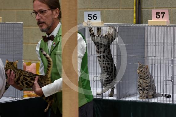 International Cat Show - Judged by The International Cat Association (TICA)Organised by kiTICAts Cat ClubThe Noble Whiskers GatheringWiindsor Leisure Centre7.2.26Photos by Ian Longthorne Photography