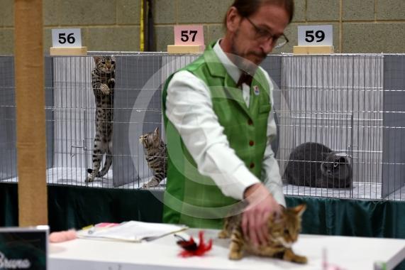 International Cat Show - Judged by The International Cat Association (TICA)Organised by kiTICAts Cat ClubThe Noble Whiskers GatheringWiindsor Leisure Centre7.2.26Photos by Ian Longthorne Photography