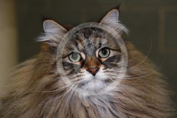 International Cat Show - Judged by The International Cat Association (TICA)Organised by kiTICAts Cat ClubThe Noble Whiskers GatheringWiindsor Leisure Centre7.2.26Photos by Ian Longthorne Photography