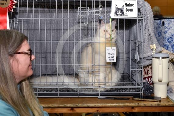 International Cat Show - Judged by The International Cat Association (TICA)Organised by kiTICAts Cat ClubThe Noble Whiskers GatheringWiindsor Leisure Centre7.2.26Photos by Ian Longthorne Photography