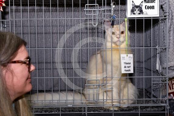 International Cat Show - Judged by The International Cat Association (TICA)Organised by kiTICAts Cat ClubThe Noble Whiskers GatheringWiindsor Leisure Centre7.2.26Photos by Ian Longthorne Photography