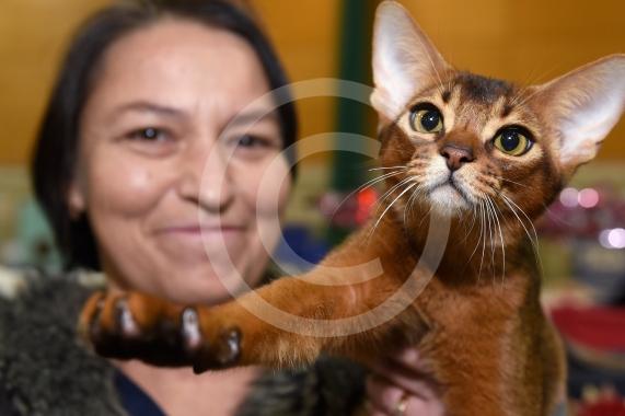 International Cat Show - Judged by The International Cat Association (TICA)Organised by kiTICAts Cat ClubThe Noble Whiskers GatheringWiindsor Leisure Centre7.2.26Photos by Ian Longthorne Photography