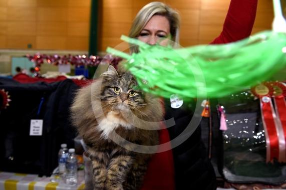 International Cat Show - Judged by The International Cat Association (TICA)Organised by kiTICAts Cat ClubThe Noble Whiskers GatheringWiindsor Leisure Centre7.2.26Photos by Ian Longthorne Photography