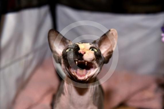 International Cat Show - Judged by The International Cat Association (TICA)Organised by kiTICAts Cat ClubThe Noble Whiskers GatheringWiindsor Leisure Centre7.2.26Photos by Ian Longthorne Photography