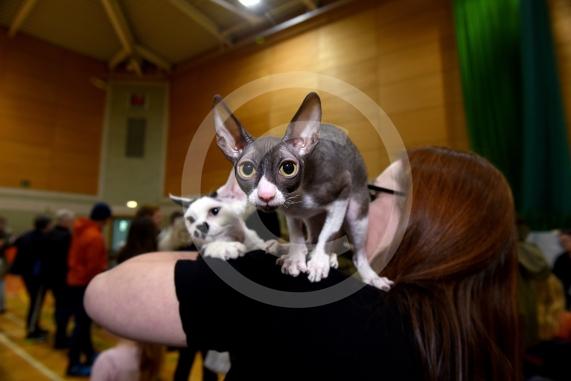 International Cat Show - Judged by The International Cat Association (TICA)Organised by kiTICAts Cat ClubThe Noble Whiskers GatheringWiindsor Leisure Centre7.2.26Photos by Ian Longthorne Photography