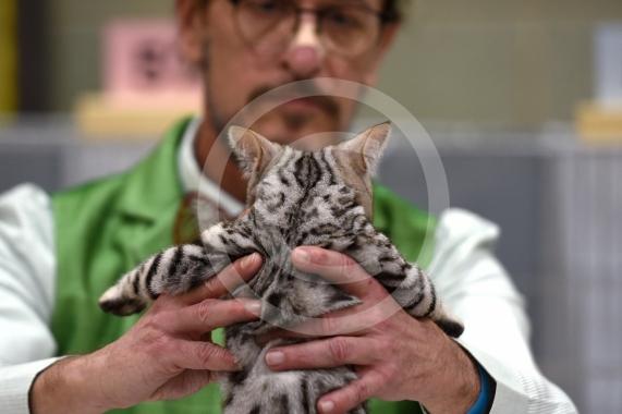 International Cat Show - Judged by The International Cat Association (TICA)Organised by kiTICAts Cat ClubThe Noble Whiskers GatheringWiindsor Leisure Centre7.2.26Photos by Ian Longthorne Photography