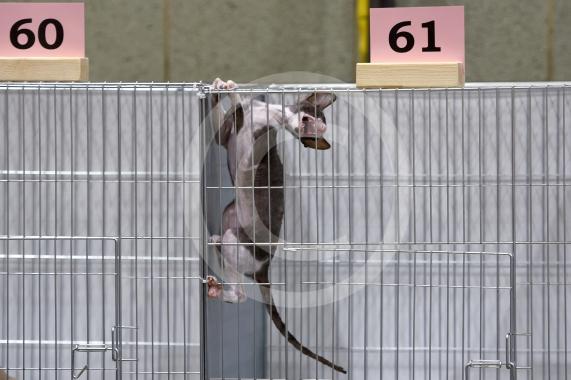 International Cat Show - Judged by The International Cat Association (TICA)Organised by kiTICAts Cat ClubThe Noble Whiskers GatheringWiindsor Leisure Centre7.2.26Photos by Ian Longthorne Photography