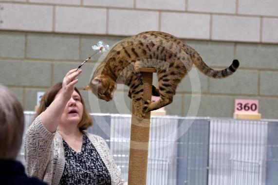 International Cat Show - Judged by The International Cat Association (TICA)Organised by kiTICAts Cat ClubThe Noble Whiskers GatheringWiindsor Leisure Centre7.2.26Photos by Ian Longthorne Photography