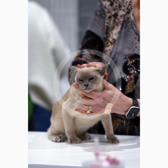 International Cat Show - Judged by The International Cat Association (TICA)Organised by kiTICAts Cat ClubThe Noble Whiskers GatheringWiindsor Leisure Centre7.2.26Photos by Ian Longthorne Photography