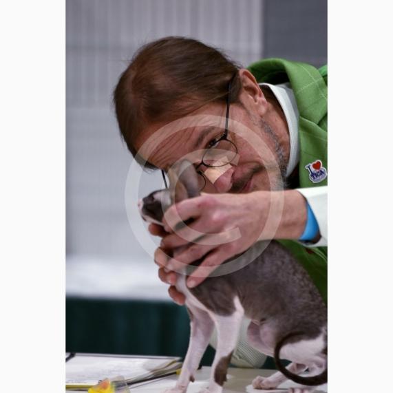 International Cat Show - Judged by The International Cat Association (TICA)Organised by kiTICAts Cat ClubThe Noble Whiskers GatheringWiindsor Leisure Centre7.2.26Photos by Ian Longthorne Photography