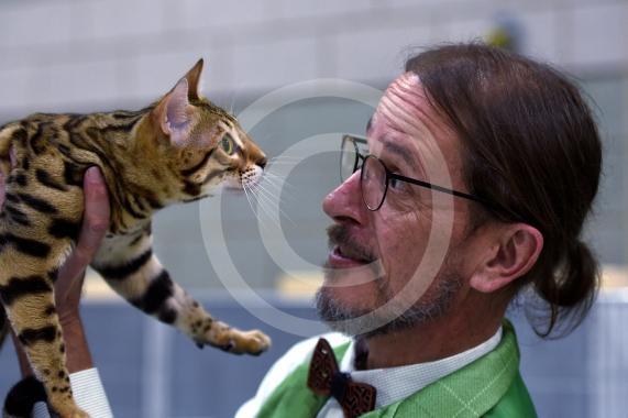 International Cat Show - Judged by The International Cat Association (TICA)Organised by kiTICAts Cat ClubThe Noble Whiskers GatheringWiindsor Leisure Centre7.2.26Photos by Ian Longthorne PhotographyJudge Bruno Chedozeau with Bear 8 mnths - Bengal