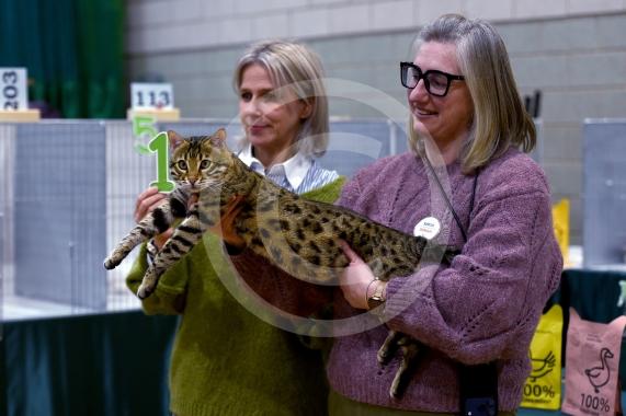 International Cat Show - Judged by The International Cat Association (TICA)Organised by kiTICAts Cat ClubThe Noble Whiskers GatheringWiindsor Leisure Centre7.2.26Photos by Ian Longthorne Photography