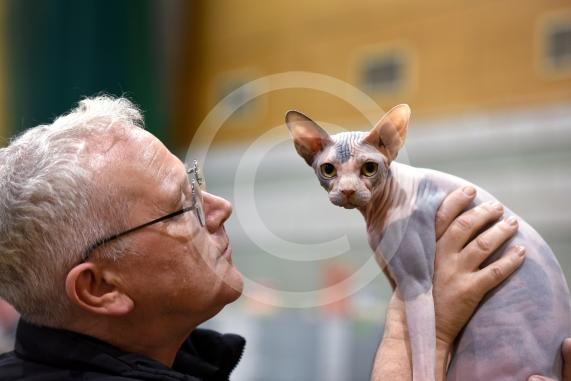 International Cat Show - Judged by The International Cat Association (TICA)Organised by kiTICAts Cat ClubThe Noble Whiskers GatheringWiindsor Leisure Centre7.2.26Photos by Ian Longthorne PhotographyStuart Brass with Lucy 18 mnths - Sphinx