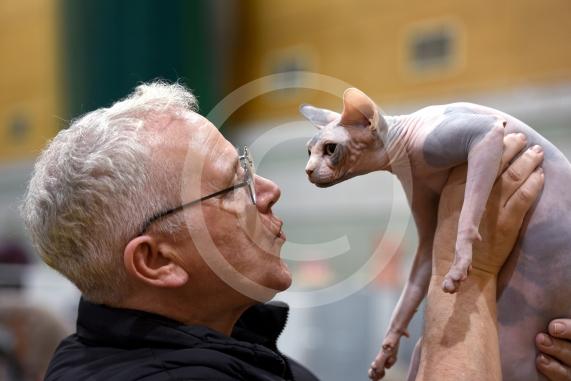 International Cat Show - Judged by The International Cat Association (TICA)Organised by kiTICAts Cat ClubThe Noble Whiskers GatheringWiindsor Leisure Centre7.2.26Photos by Ian Longthorne PhotographyStuart Brass with Lucy 18 mnths - Sphinx