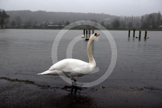 Flood photos - Henley10.2.26