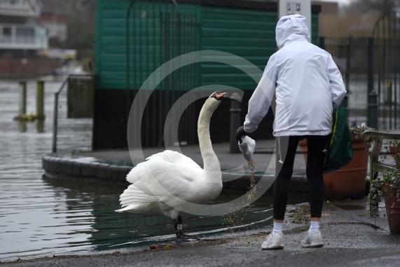 Flood photos - Henley10.2.26