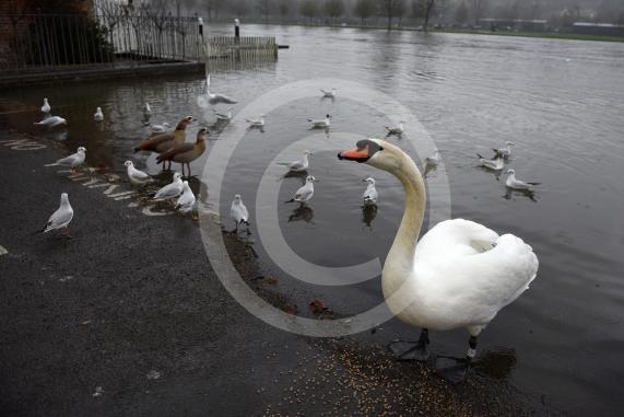 Flood photos - Henley10.2.26
