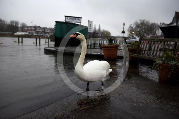 Flood photos - Henley10.2.26