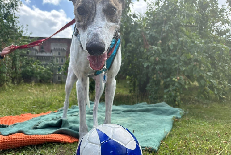 Football plea to kick off &lsquo;endless joy&rsquo; for homeless dogs at Battersea Old Windsor 