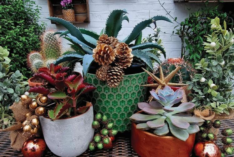 How to give your houseplants that yuletide look