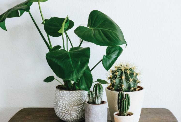 Indoor trees could be the next big trend