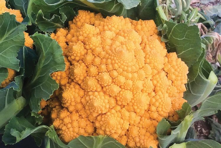 Weird and wonderful vegetable to grow in 2023