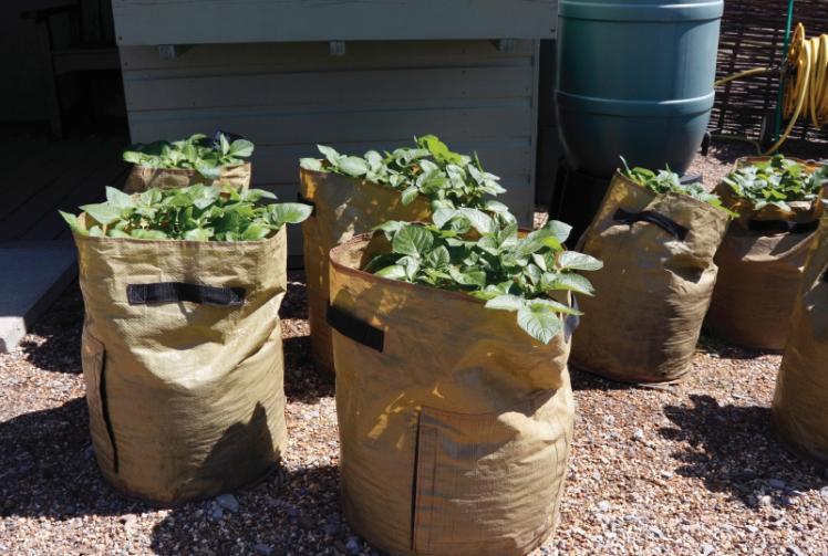Top tips on growing potatoes